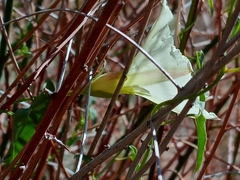 Calystegia peirsonii