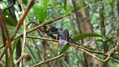 Uroplatus phantasticus