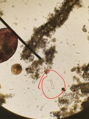 Gastrotricha