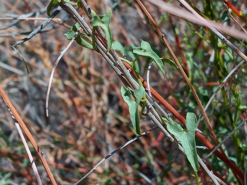Image of Calystegia peirsonii by (c) Daniel S., some rights reserved (CC BY)