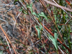 Calystegia peirsonii