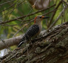 Melanerpes aurifrons × carolinus