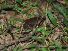 Kaloula pulchra
