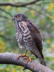 Accipiter virgatus