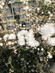 Prunus glandulosa
