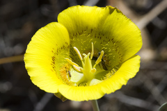 Calochortus luteus
