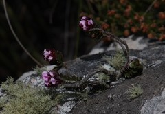 Sonderothamnus petraeus