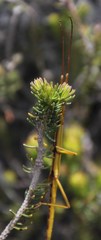 Macynia labiata
