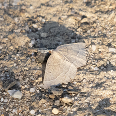 Episemasia