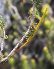 Macynia labiata
