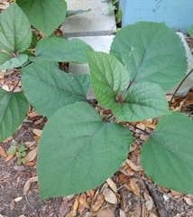 Clerodendrum bungei