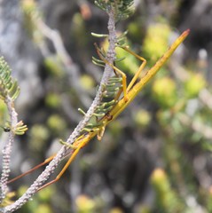 Macynia labiata