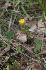 Ranunculus occidentalis occidentalis