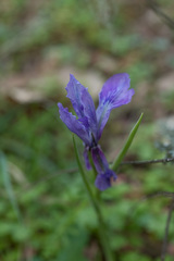 Iris tenax tenax