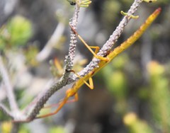 Macynia labiata