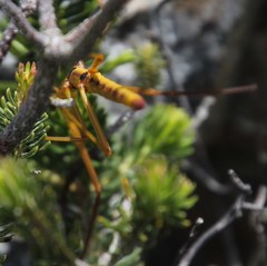 Macynia labiata