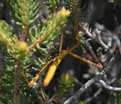 Macynia labiata
