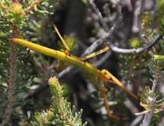 Macynia labiata