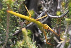 Macynia labiata