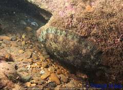 Zeugopterus punctatus