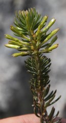 Erica thomae thomae