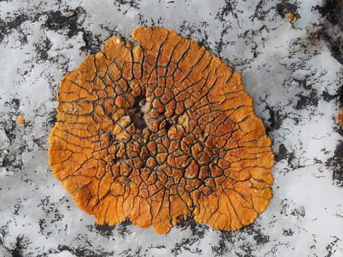 Caloplaca cinnabarina