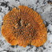 Caloplaca cinnabarina - Photo (c) Vitaly Charny, algunos derechos reservados (CC BY-NC), subido por Vitaly Charny