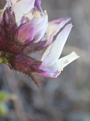 Astragalus breweri