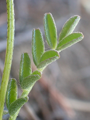 Astragalus breweri