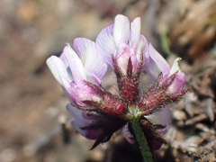 Astragalus breweri