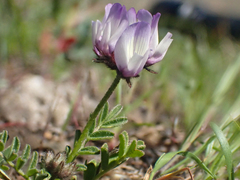 Astragalus breweri