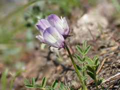Astragalus breweri