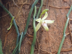 Vanilla aphylla