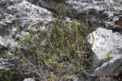 Erica thomae thomae