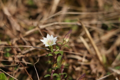 Gentiana flavomaculata yuanyanghuensis