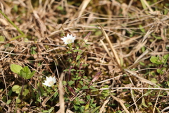Gentiana flavomaculata yuanyanghuensis