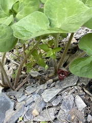 Asarum canadense reflexum