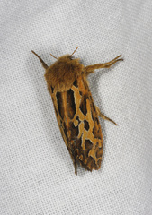 Oncopera fasciculatus