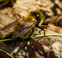 Criorhina