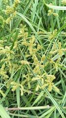 Cyperus imbricatus