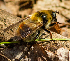 Criorhina