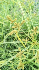 Cyperus imbricatus