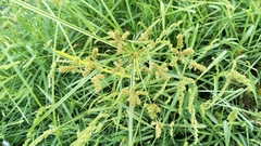 Cyperus imbricatus