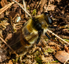Criorhina