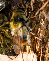 Criorhina