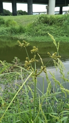 Cyperus imbricatus