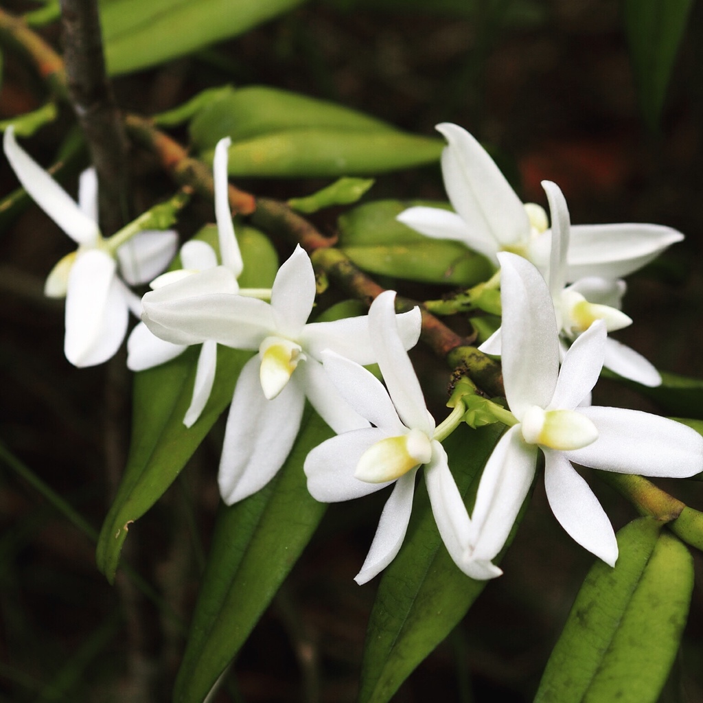 Thrixspermum calceolus (Thrixspermum calceolus)