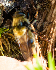 Criorhina