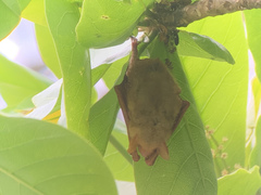 Myotis formosus flavus