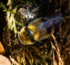 Criorhina